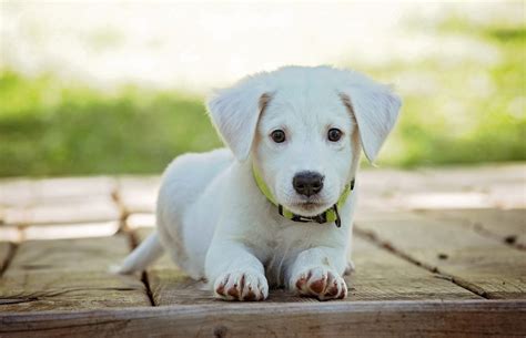 Domestic Dog (by Piririnegi) .